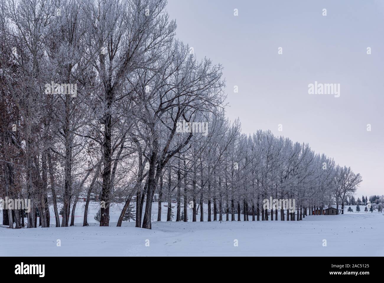 Givre couverts d'arbres sur un parcours de golf dans la région de la Saskatchewan, Canada Banque D'Images