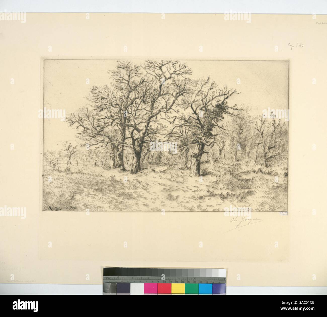 Groupe d'arbres sans feuilles titre conçu par cataloger. Holdings annotées dans les copie de l'Oeuvre de Ch. Jacque catalogue de ses eaux-fortes et pointes sèches / dressé par J.J. Guiffrey. Citation/Référence : [SuppB67] ; Groupe d'arbres sans feuilles. Banque D'Images