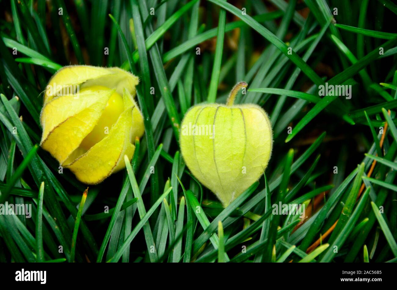 Poha baies dans leurs pelures, Big Island Banque D'Images