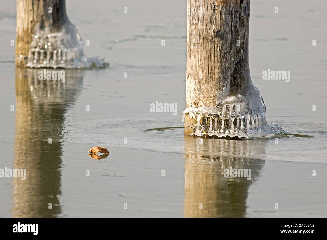 Poteaux de bois au lac Ammersee couverte de glace et de neige, l'une des feuilles de hêtre couché sur l'eau congelée Banque D'Images