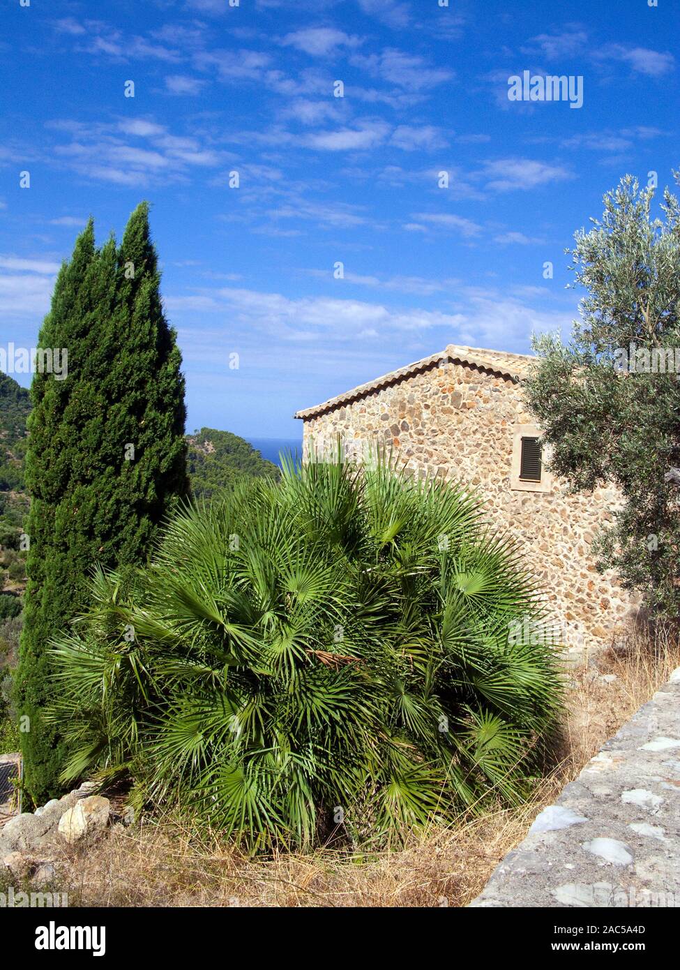Saw Palmetto (palmier Serenoa repens, synonyme : Sabal serrulata) dans une petite Finca, Estellences, Majorque, îles Baléares, Espagne Banque D'Images