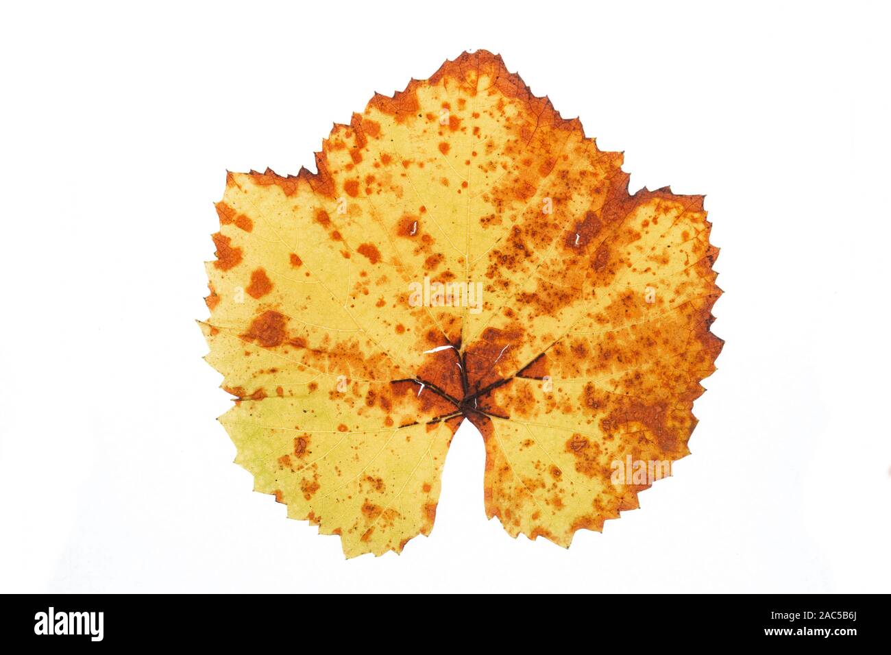 Close-up, les feuilles d'automne. Grungy, Ragged, vieille automne grape leaf. Isolé sur fond blanc Banque D'Images
