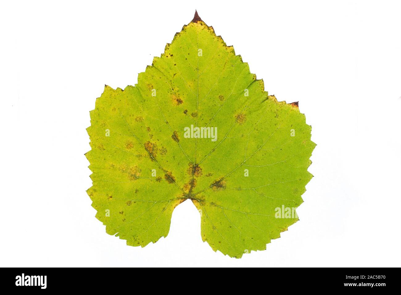 Close-up, les feuilles d'automne. Grungy, Ragged, vieille automne grape leaf. Isolé sur fond blanc Banque D'Images