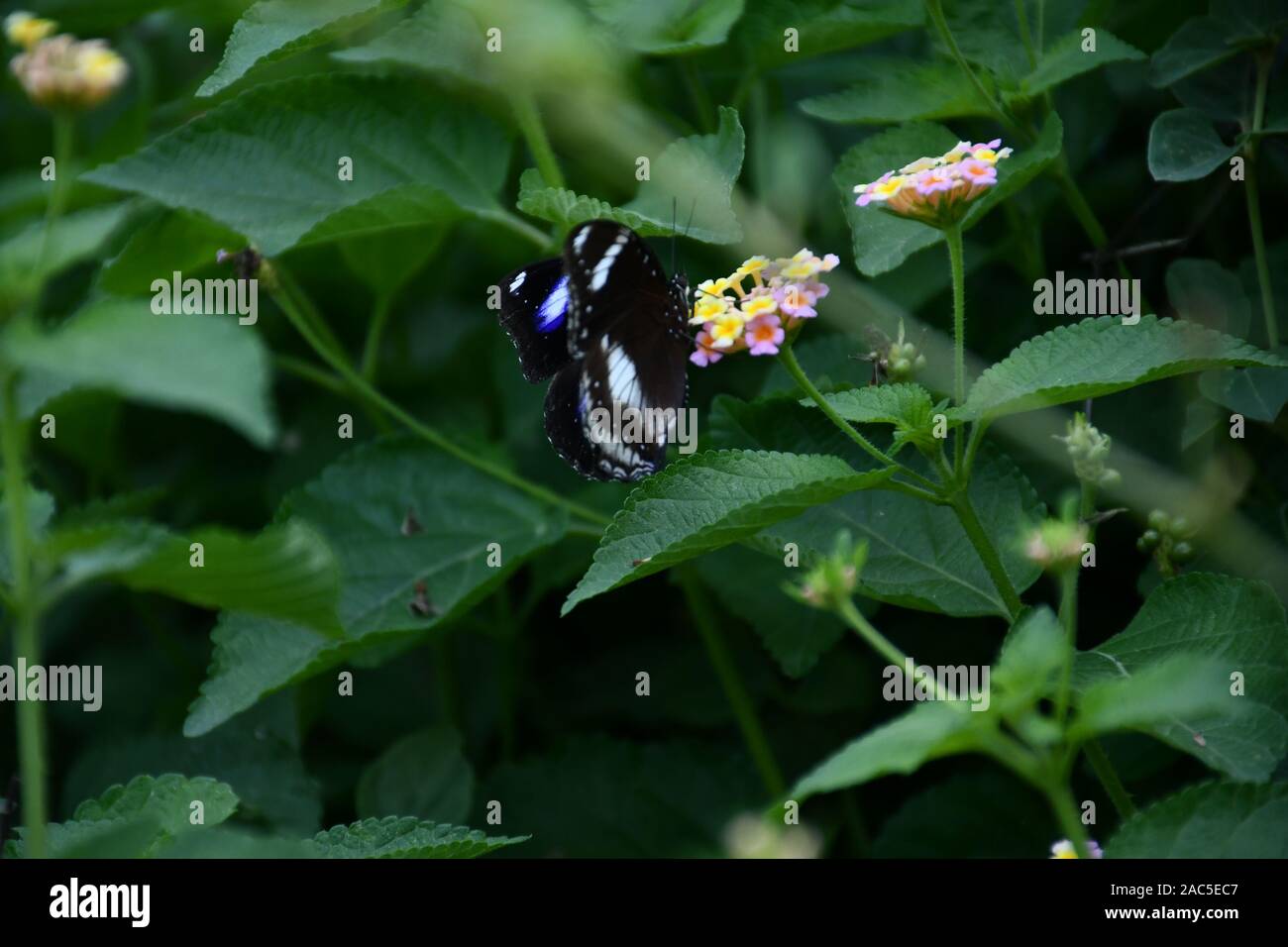 Siège de papillon noir sur la feuille d'arbre Banque D'Images