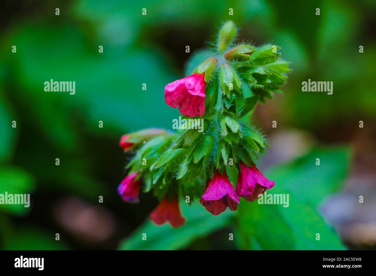 L'Impatiens glandulifera Casque de policier dans la nature Banque D'Images