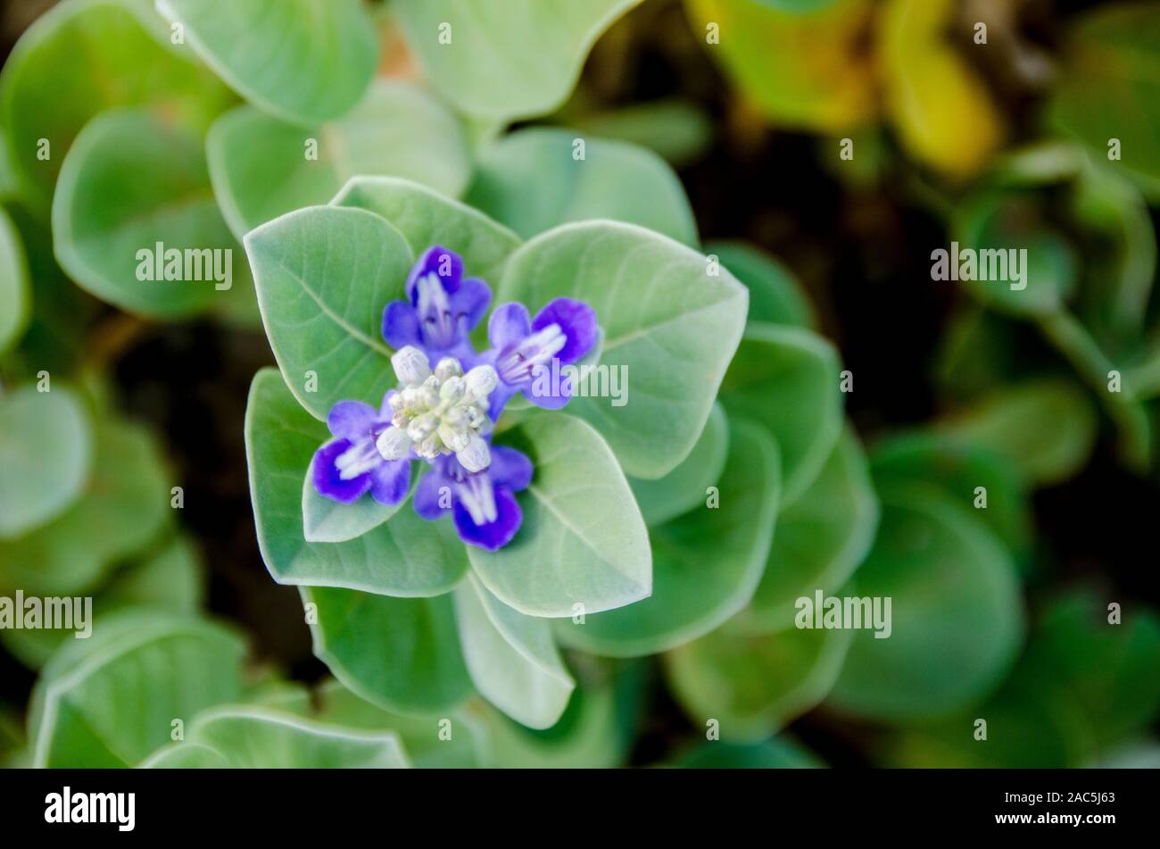 L'usine d'Hawaii a Pohinahina avec fleurs en forme de cloche, pétales bleu violet. Banque D'Images