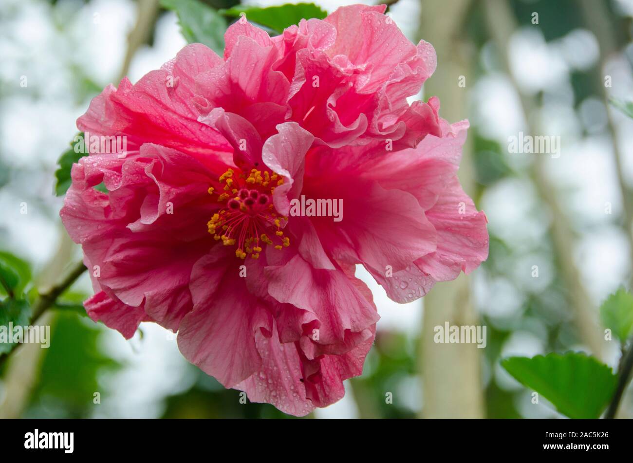 Chambre double rose hibiscus, Big Island Banque D'Images