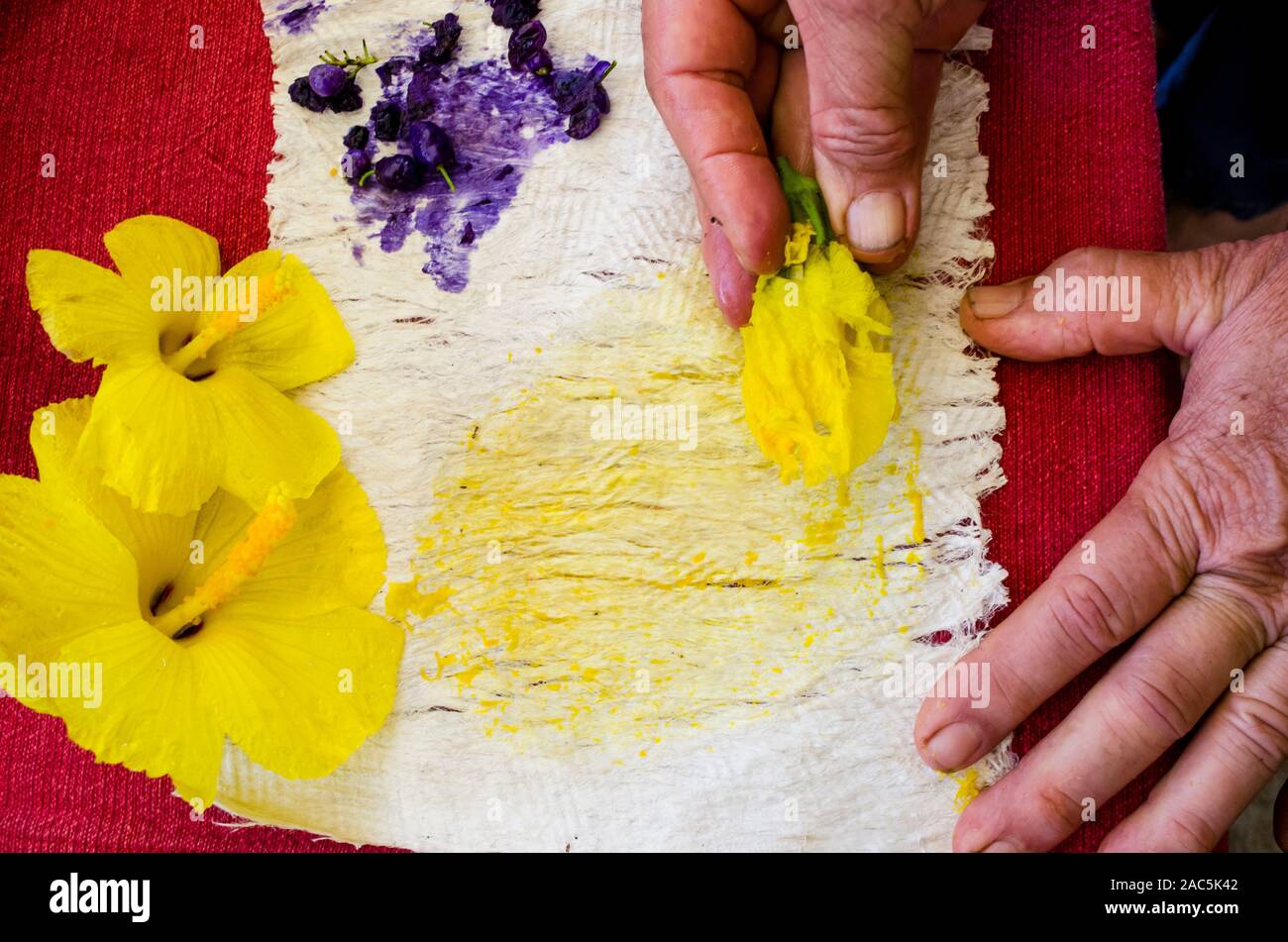 Kapa décisions sur la grande île : un kapa bouilloire deux tests de plantes tinctoriales, 'uki'uki baies et ma'o hau hele fleurs, pour la couleur en les frottant sur Kapa. Banque D'Images