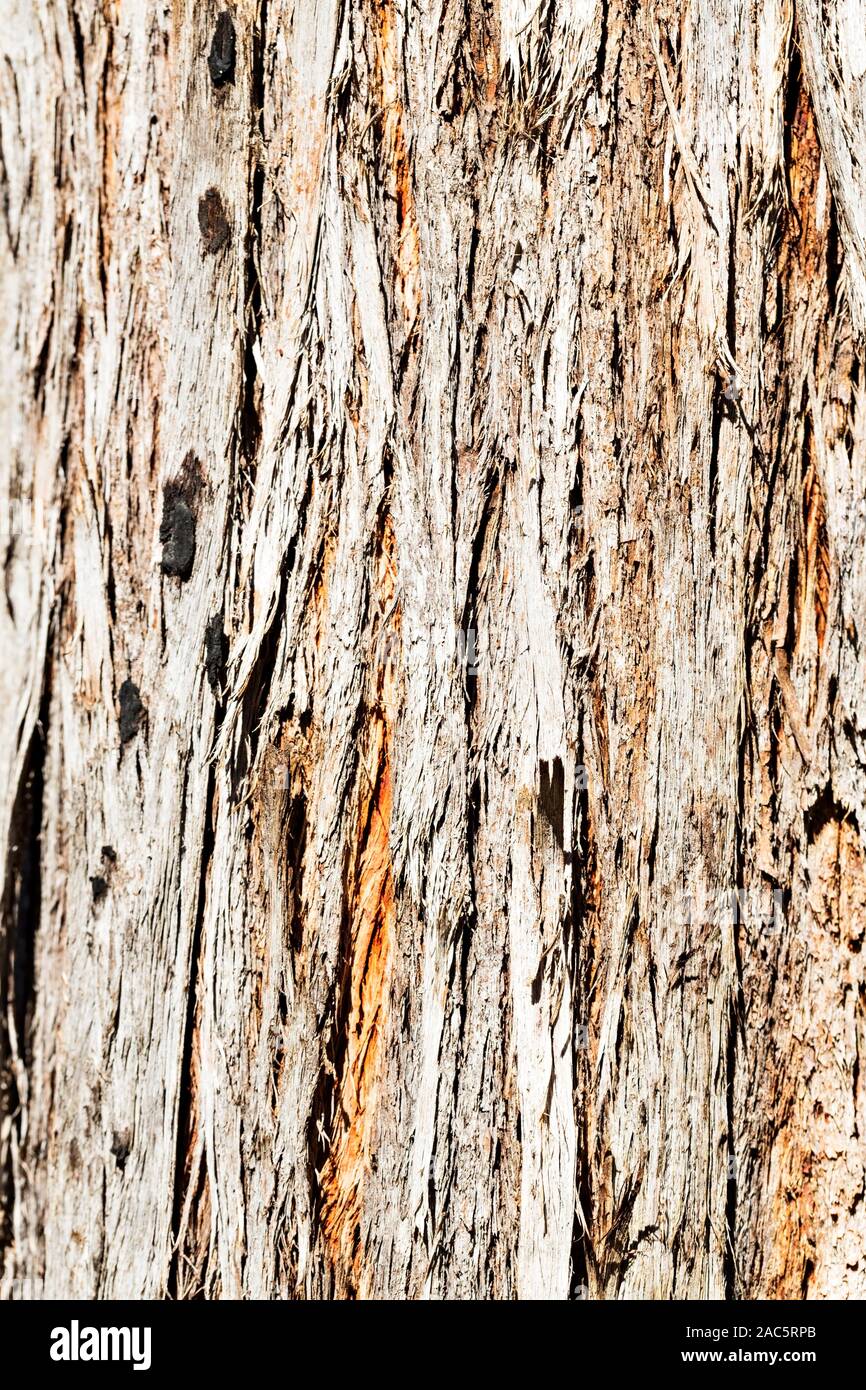 Talbot Australie / Close up detail d'une arborescence dans Ironbark Talbot Victoria en Australie. Banque D'Images