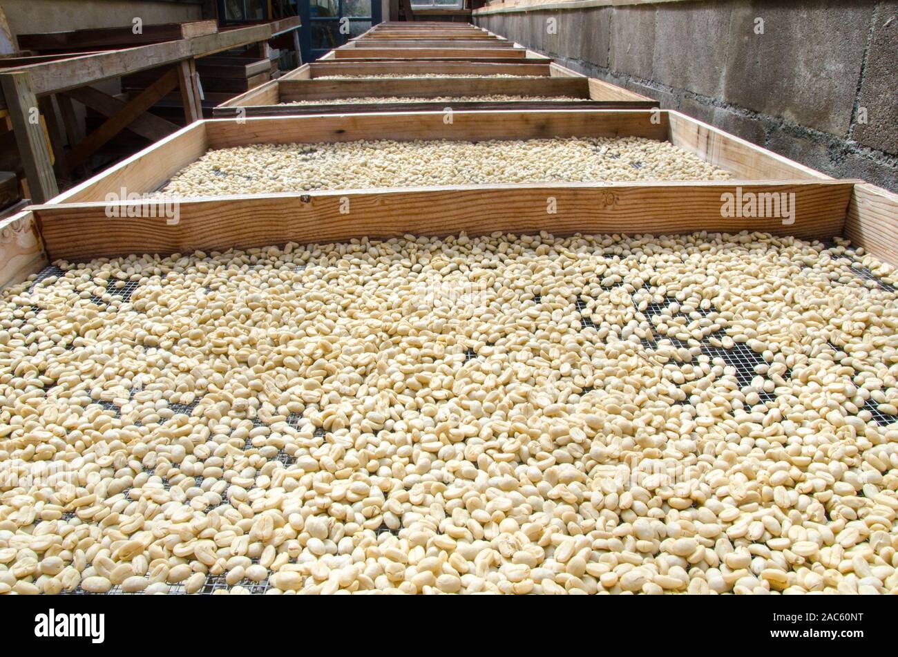 Les grains de café brut sur les palettes de séchage au soleil, Pua'a Kea Farm, Pa'auilo, région Hamakua, Big Island. Banque D'Images