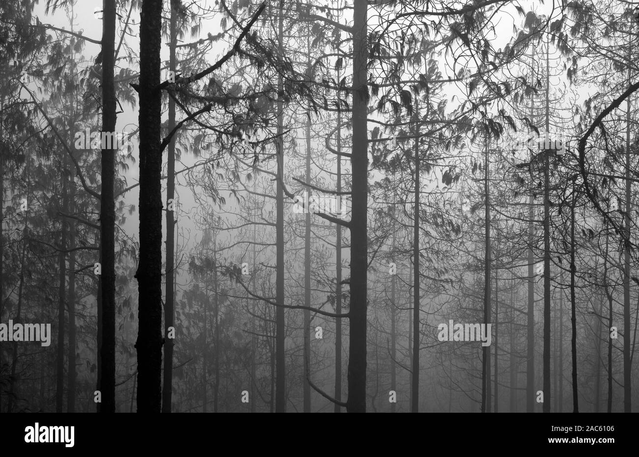 Gran Canaria, novembre, Canaries Pines trois mois après l'incendie de forêt, monochrome Banque D'Images