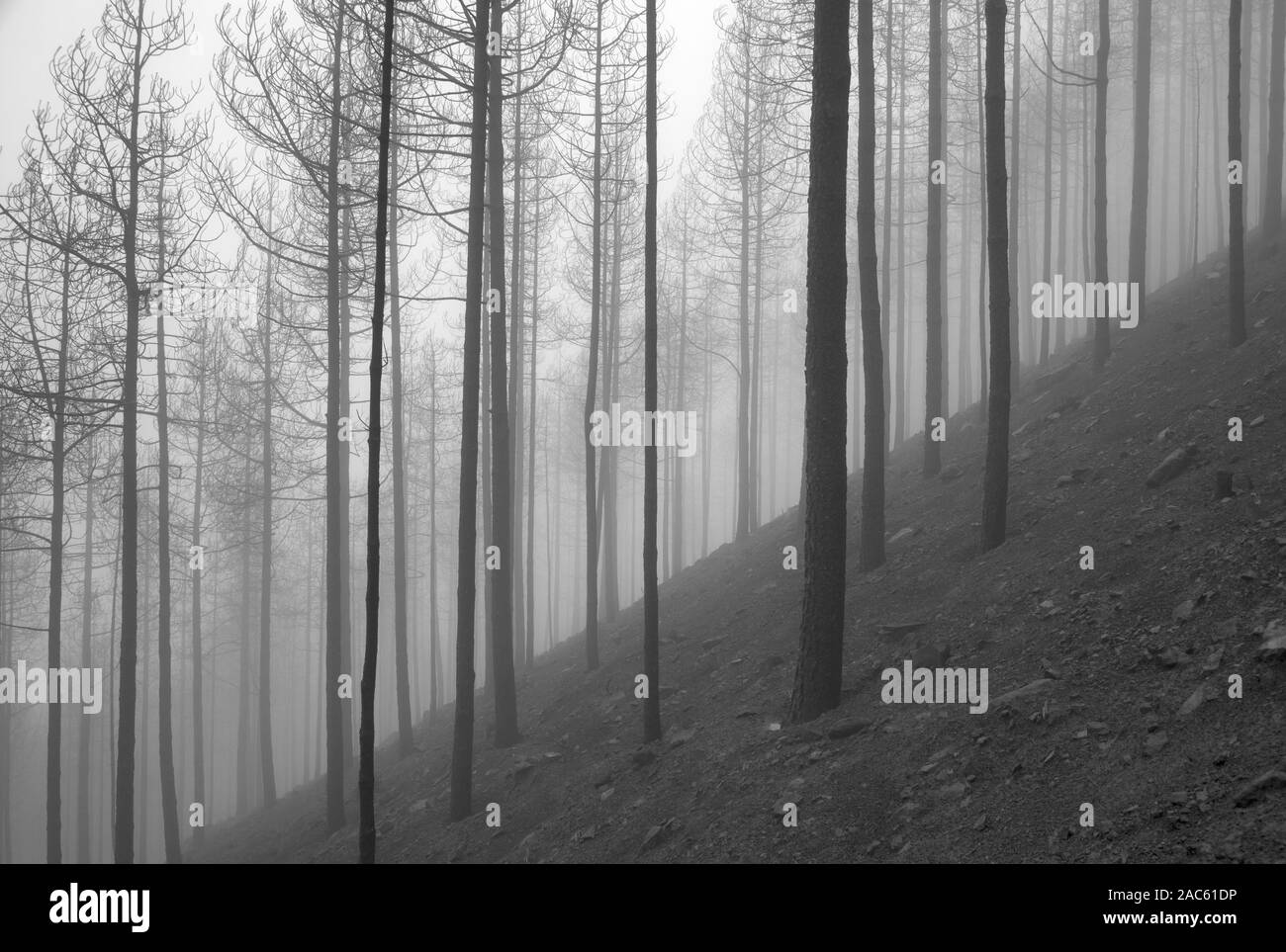 Gran Canaria, novembre 2019, Nature park Tamadaba trois mois après wildfire, Secteur de l'holocauste, monochrome Pines Banque D'Images