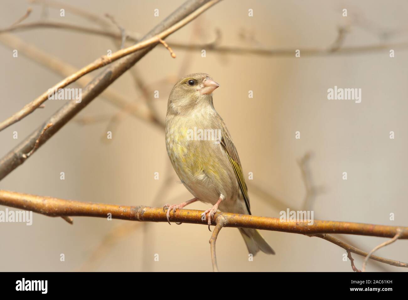 Verdier (Carduelis chloris) sur une branche à l'aube. Banque D'Images