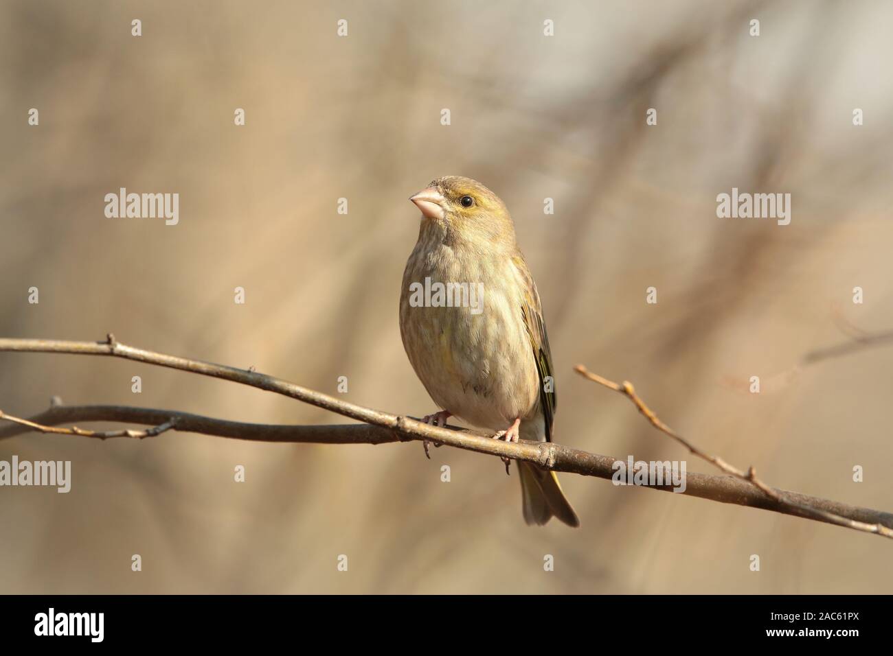 Verdier (Carduelis chloris) sur une branche à l'aube. Banque D'Images