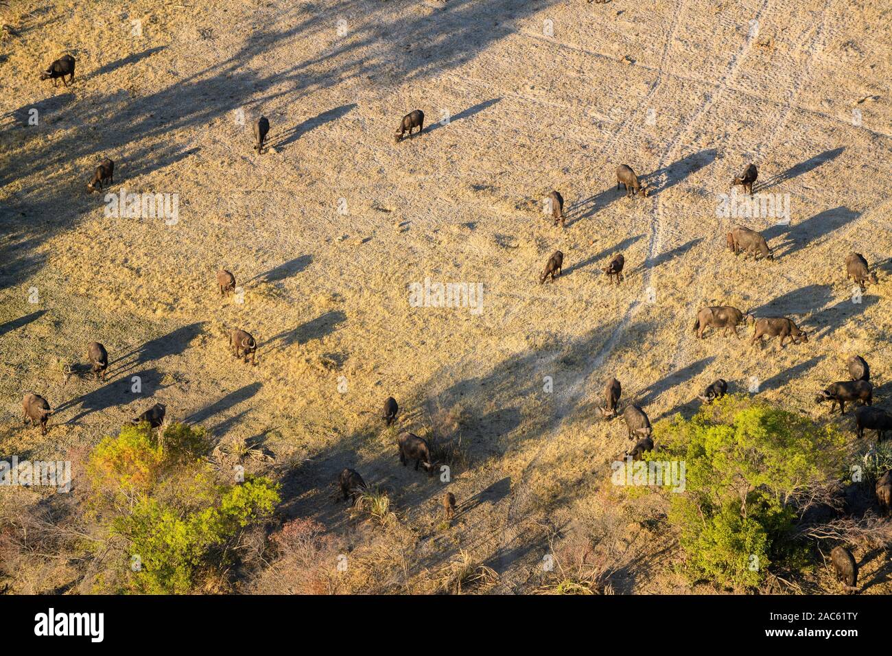 Vue aérienne d'un troupeau de buffles africains ou de Cape Buffalo, Syncerus caffer, Macatoo, Delta d'Okavango, Botswana Banque D'Images