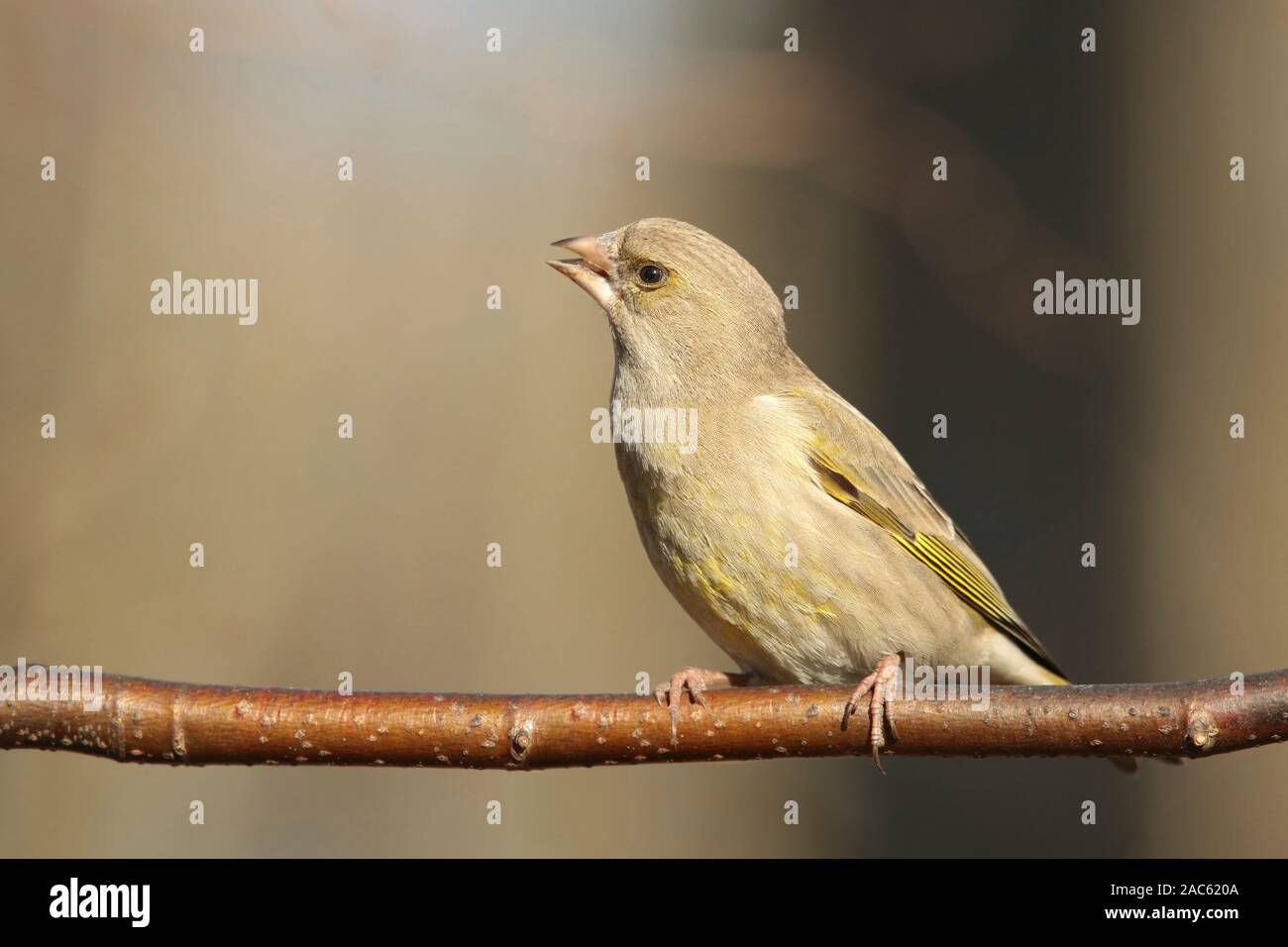 Verdier (Carduelis chloris) sur une branche à l'aube. Banque D'Images