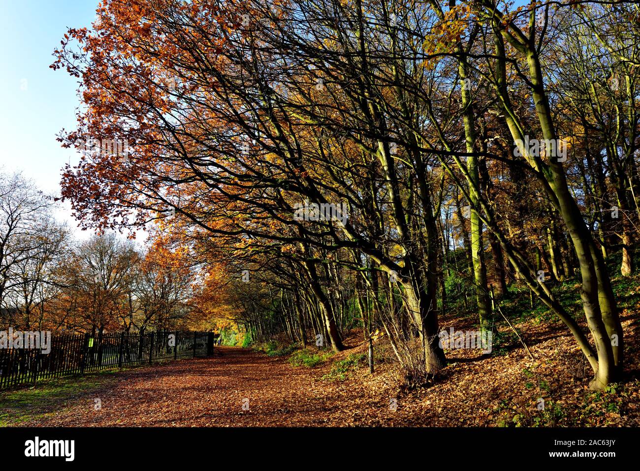 Sentier couvert de feuilles à Bramcote hills park, Nottingham, Angleterre, Royaume-Uni Banque D'Images Sentier couvert de feuilles à Bramcote hills park, Nottingham, Angleterre, Royaume-Uni Banque D'Images