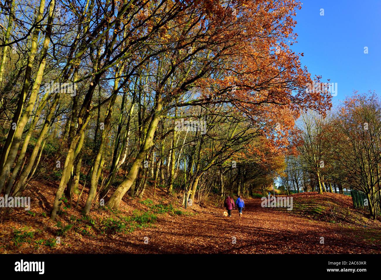 Les gens marcher un chien à Bramcote hills park, Nottingham, Angleterre, Royaume-Uni Banque D'Images Les gens marcher un chien à Bramcote hills park, Nottingham, Angleterre, Royaume-Uni Banque D'Images