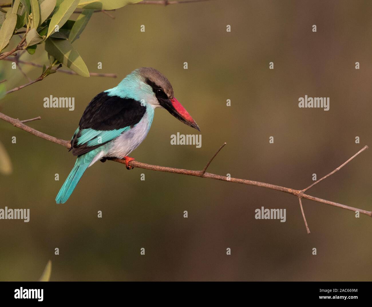 Kingfisher croisé bleu, Halcyon malimbica, Koto, Gambie, Afrique de l'Ouest Banque D'Images