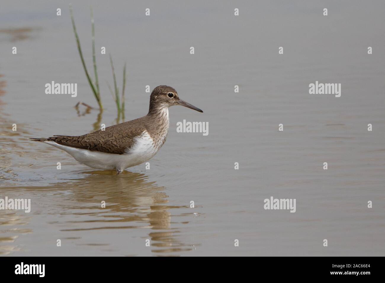 Sandpiper commun, Actitis hypoleucos, Mallorca, Espagne Banque D'Images