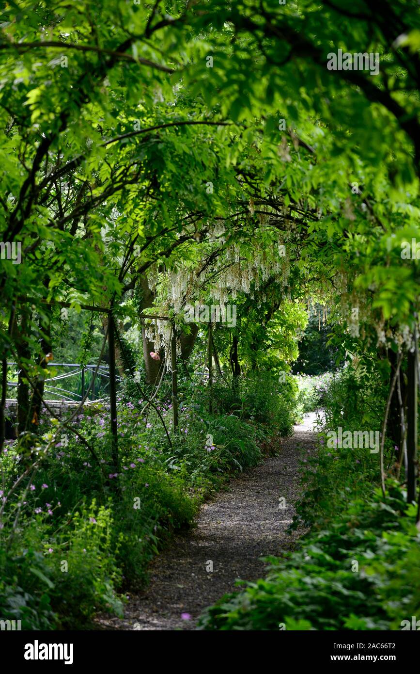 Wisteria sinensis, blanc, glycine de chine, fleur, fleurs, grappes, racèmes simples, couvrir, métal , arch, arqués, pergola, marche, chemin, tunnel, Passerelle, altamont Banque D'Images