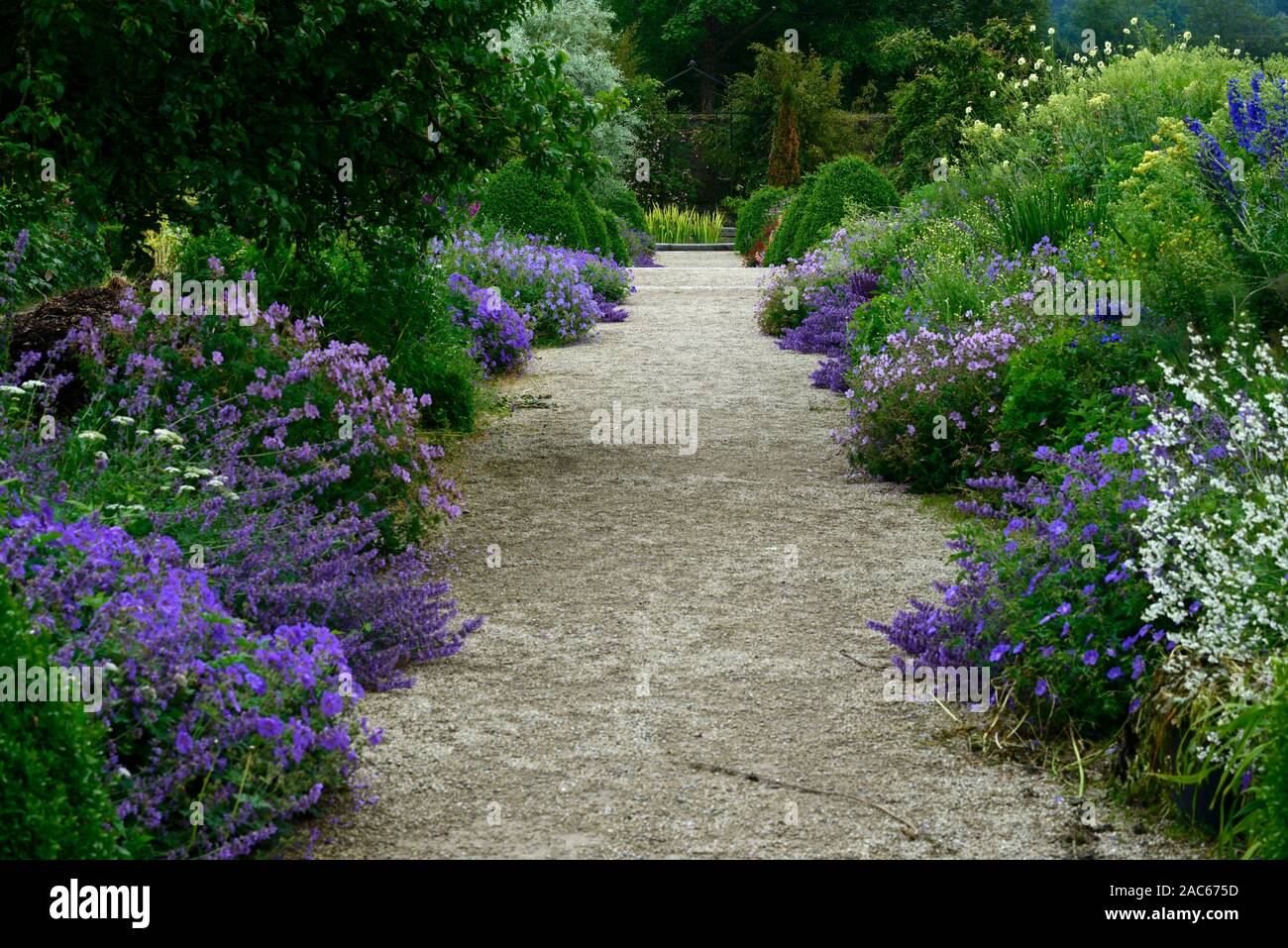 Bordure bleue,plantation,bleu,jardins d'Altamont Corona au nord de la frontière commémorative,plantes,frontière frontière frontières,double,géranium,nepetia,de,technique mixte Banque D'Images