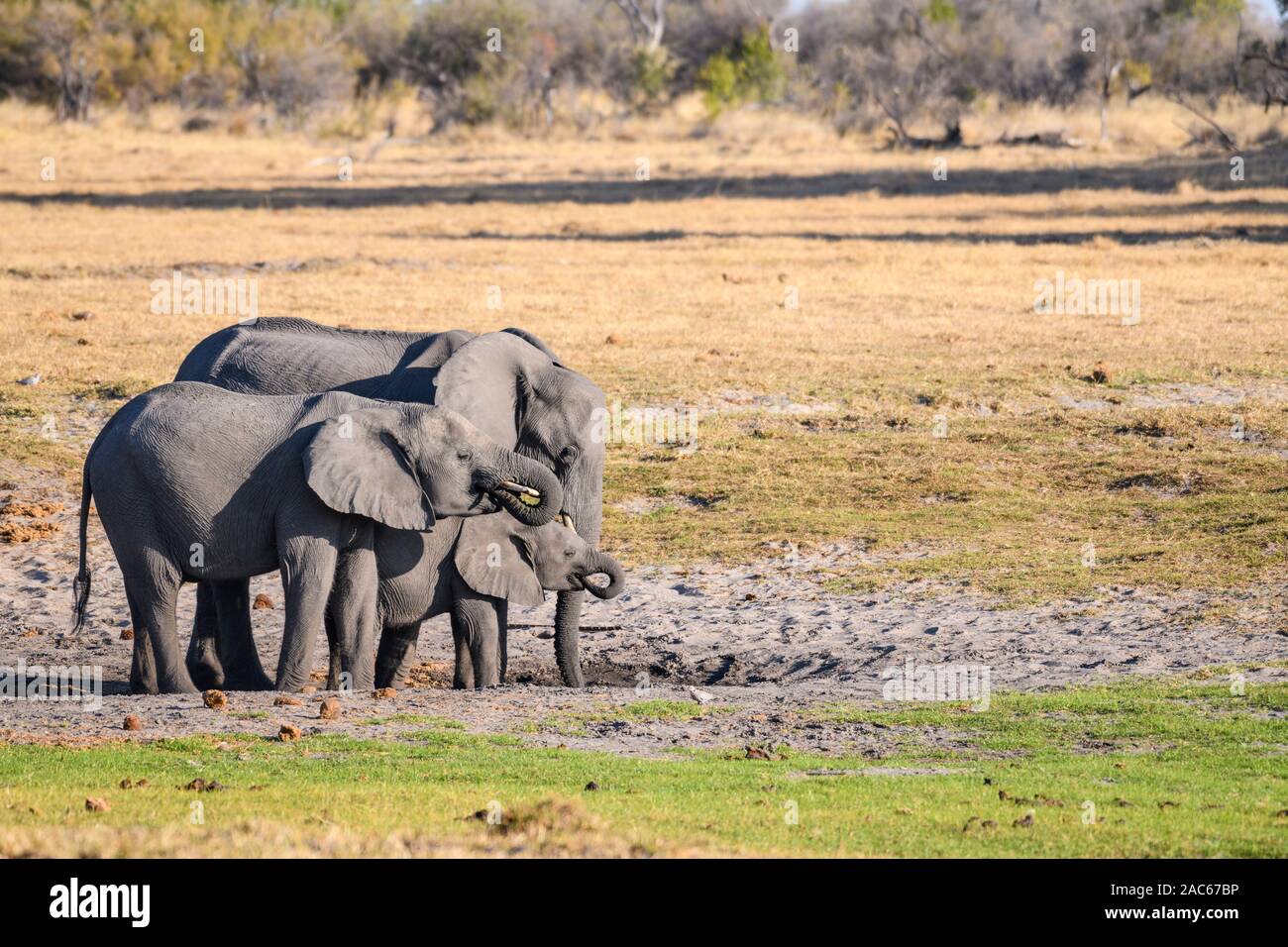 Troupeau d'éléphants d'Afrique, Loxodonta africana, dans un trou d'eau, Macatoo, Delta d'Okavango, Botswana Banque D'Images