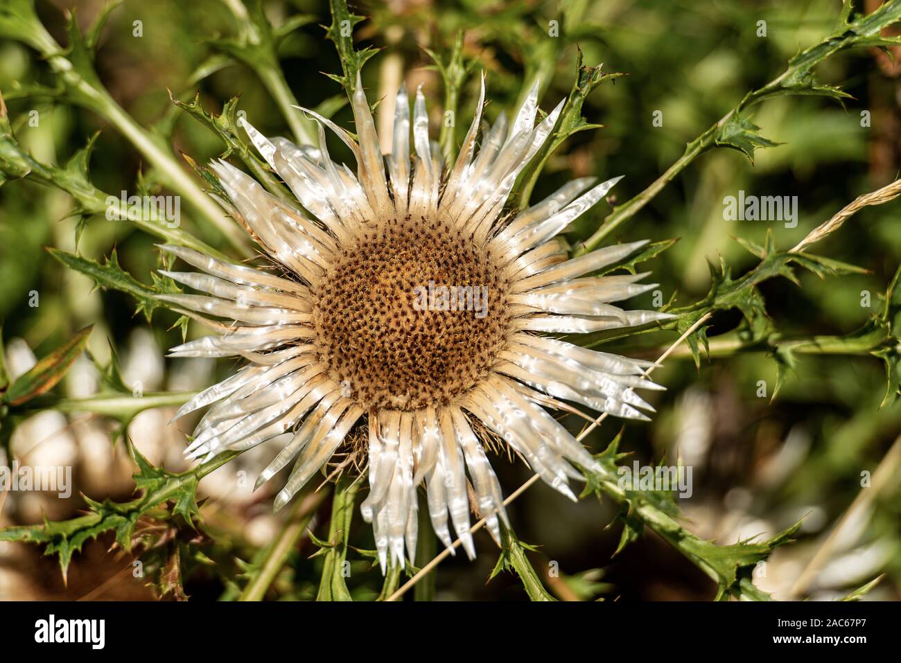 Fleur de Chardon acaule Carline (Carlina acaulis). Rares et menacées. Alpes italiennes, Monte Baldo, Europe Banque D'Images