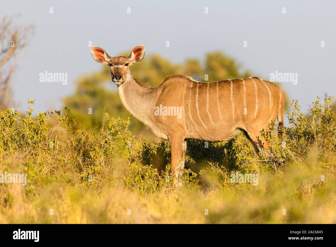 Femme Grand Kudu, Tragelaphus Strepsiceros, Macatoo, Delta D'Okavango, Botswana Banque D'Images