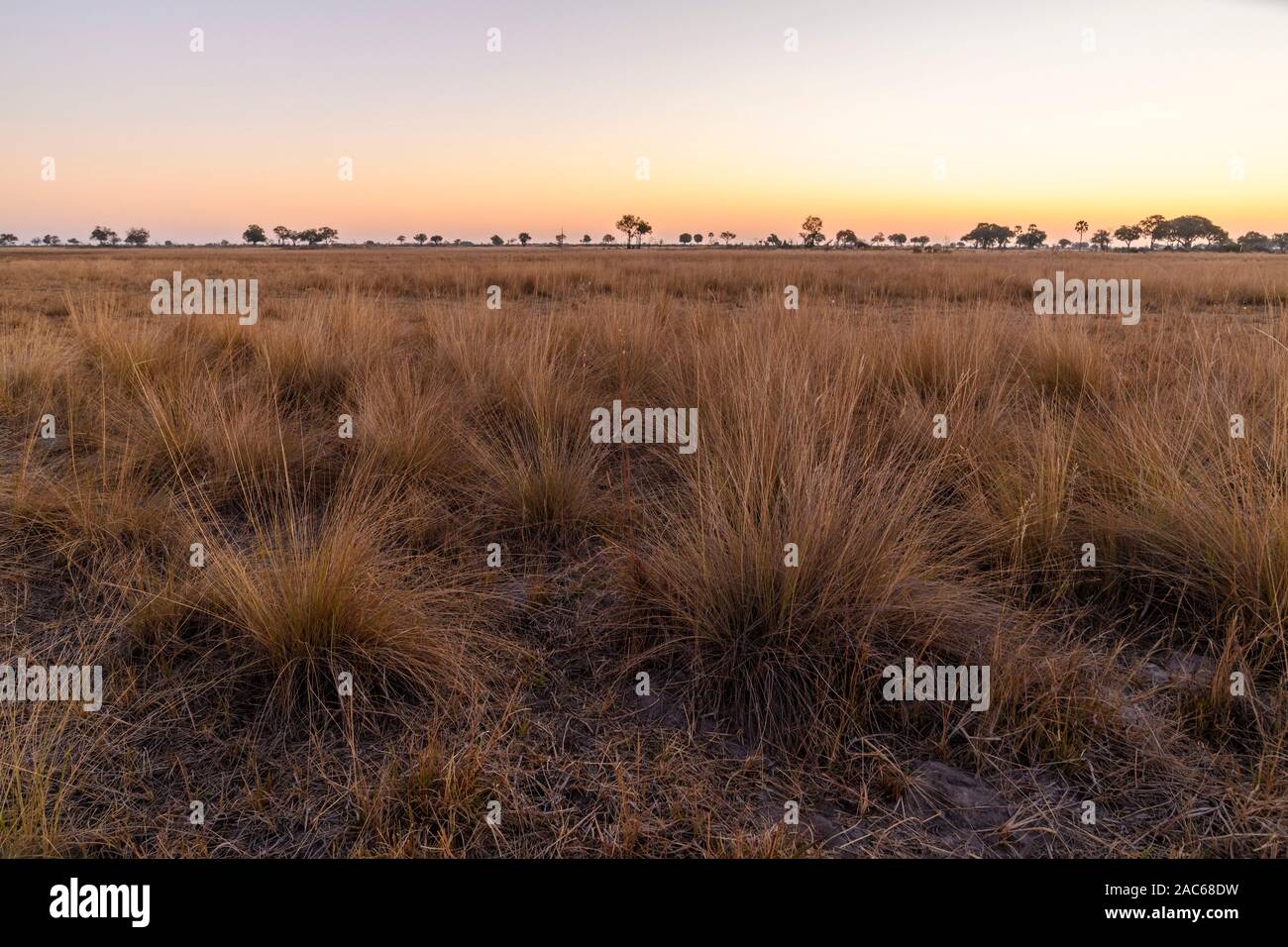 Plaines herbeuses au coucher du soleil, Macatoo, Delta d'Okavango, Botswana Banque D'Images