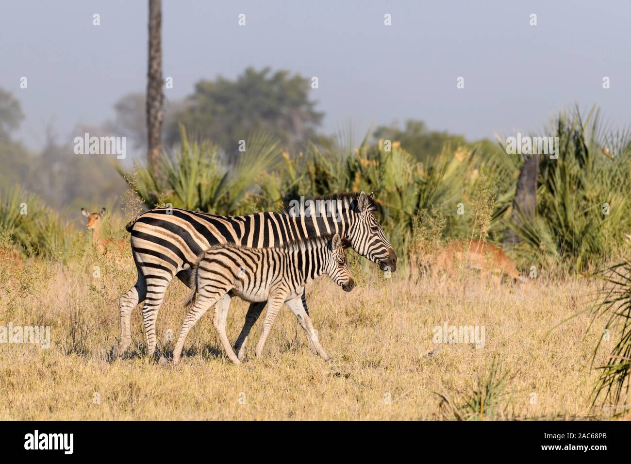 Zèbre de Burchell, Equus quagga burchellii, mère et fair, Macatoo, Delta d'Okavango, Botswana. Également connu sous le nom de Plaines ou de zèbre commune Banque D'Images