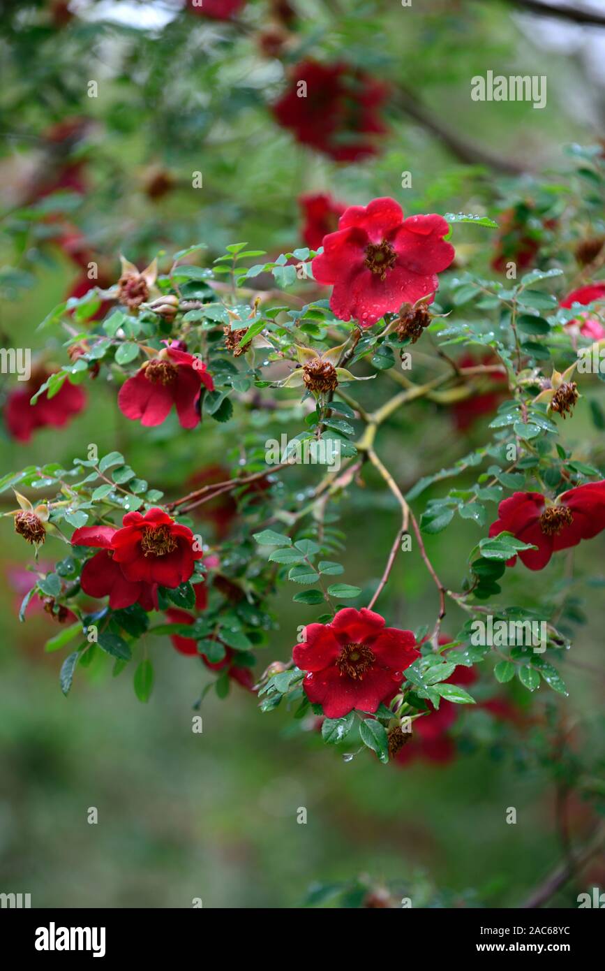 Rosa moyesii Eddie's jewel, hybride, arbuste, rose, roses, rouge, fleur, fleurs, floraison, fleurs, fleurs floral,rm Banque D'Images