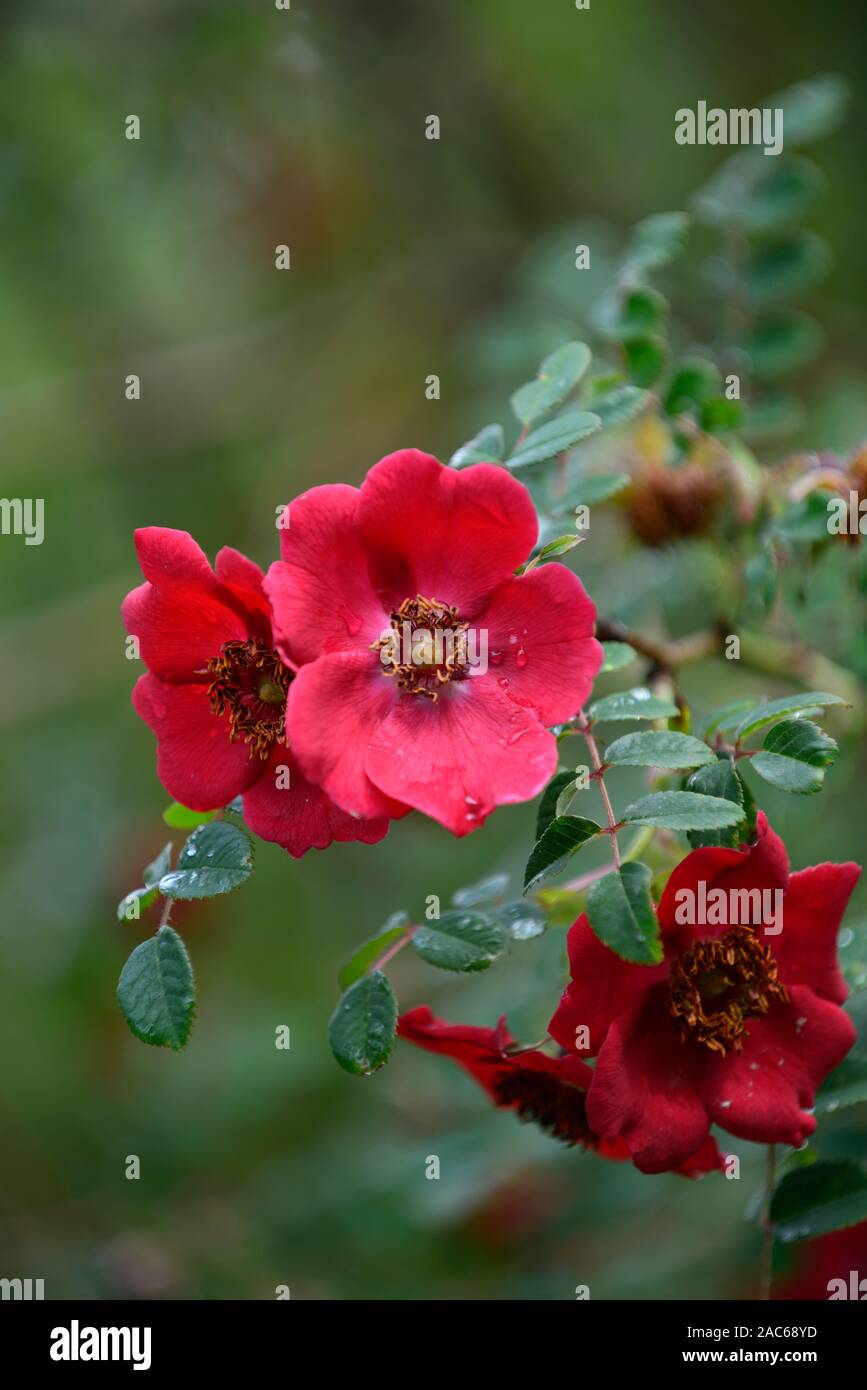 Rosa moyesii Eddie's jewel, hybride, arbuste, rose, roses, rouge, fleur, fleurs, floraison, fleurs, fleurs floral,rm Banque D'Images