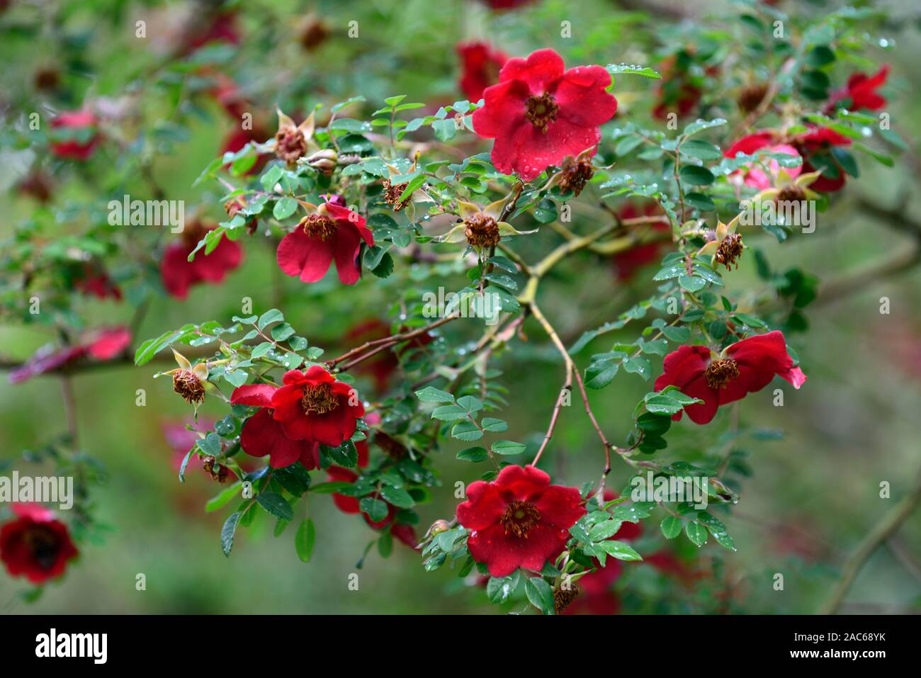 Rosa moyesii Eddie's jewel, hybride, arbuste, rose, roses, rouge, fleur, fleurs, floraison, fleurs, fleurs floral,rm Banque D'Images