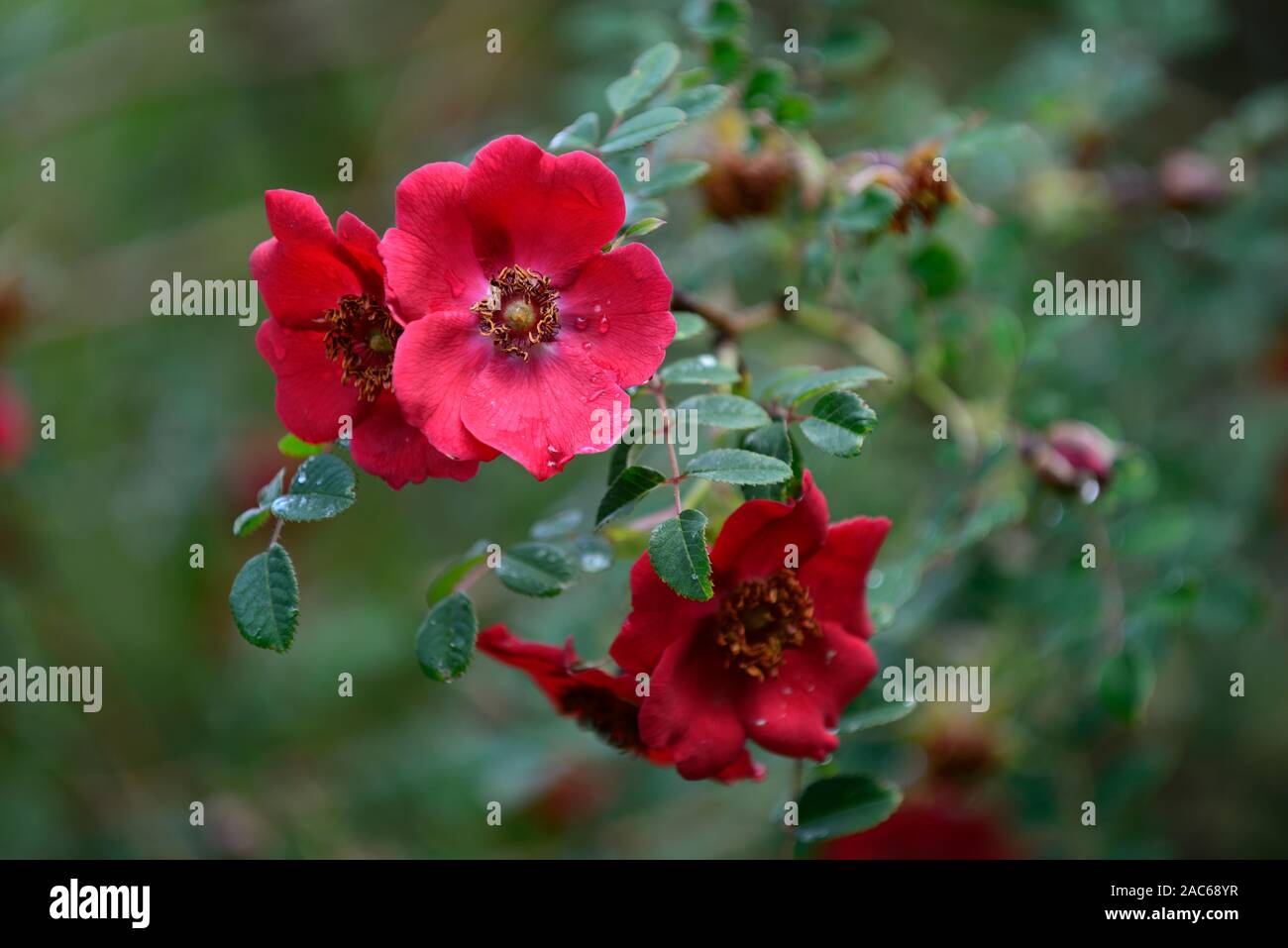 Rosa moyesii Eddie's jewel, hybride, arbuste, rose, roses, rouge, fleur, fleurs, floraison, fleurs, fleurs floral,rm Banque D'Images