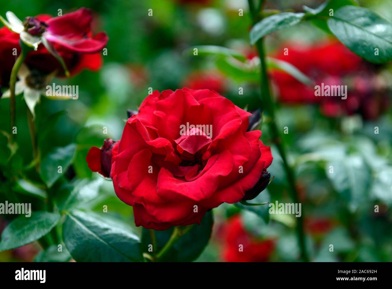 Rosa l'Éternité,Rose,l'éternité,red rose roses rouges,floribunda fleurs,fleurs,jardin,fleurs,RM Banque D'Images