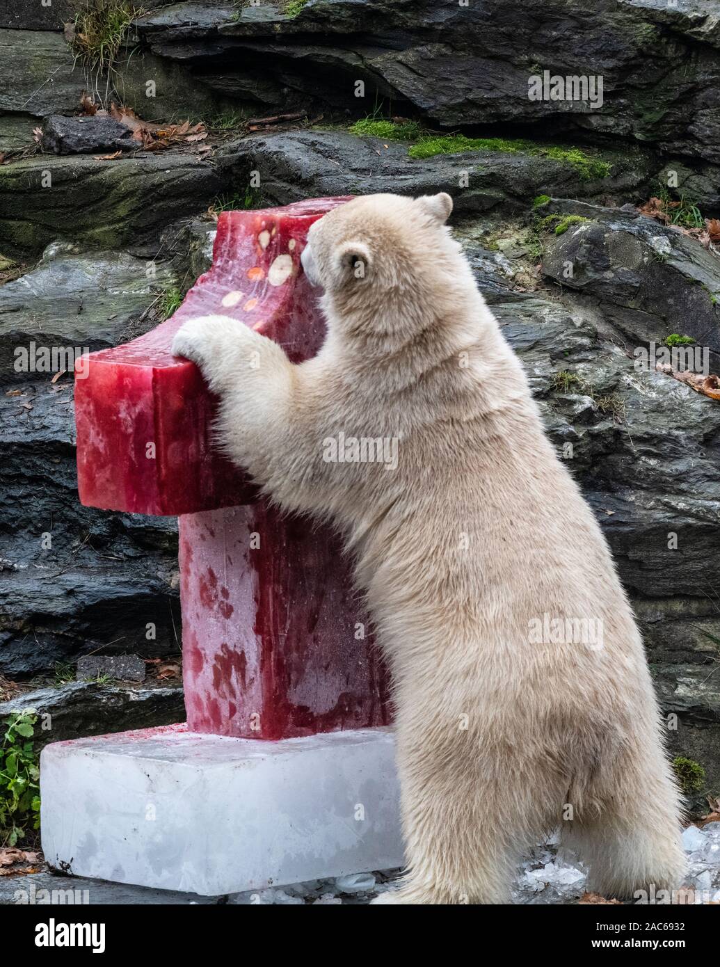 Berlin Allemagne 06th Nov 19 L Ours Polaire Le Hertha Berlin Explore Une Bombe De Glace