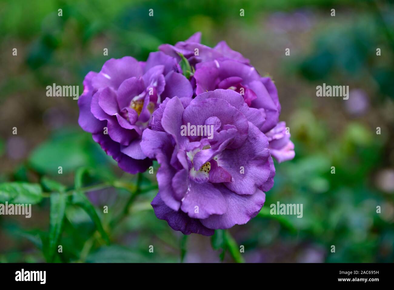 Rosa Rhapsody in Blue,frantasia,rose, pourpre, fleur, fleurs, fleur, fleurs, arbustes, arbustes ,florifère ,Floral RM Banque D'Images