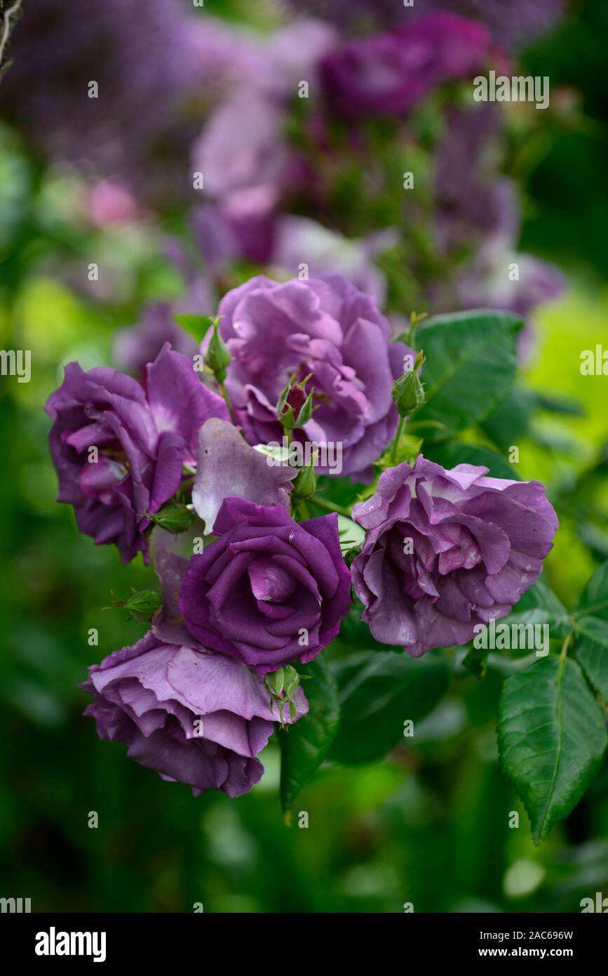Rosa Rhapsody in Blue,frantasia,rose, pourpre, fleur, fleurs, fleur, fleurs, arbustes, arbustes ,florifère ,Floral RM Banque D'Images