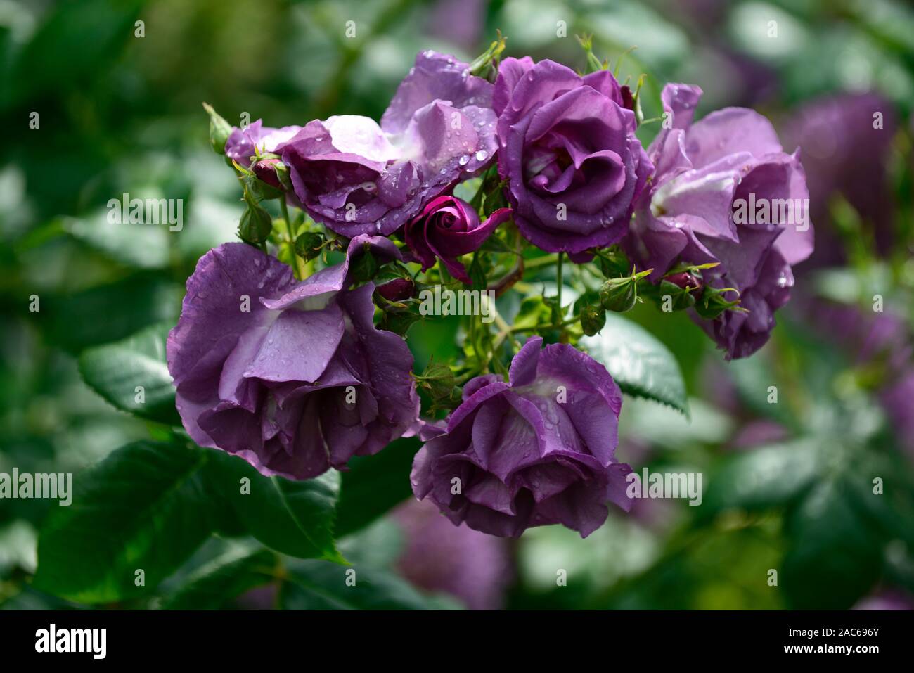 Rosa Rhapsody in Blue,frantasia,rose, pourpre, fleur, fleurs, fleur, fleurs, arbustes, arbustes ,florifère ,Floral RM Banque D'Images