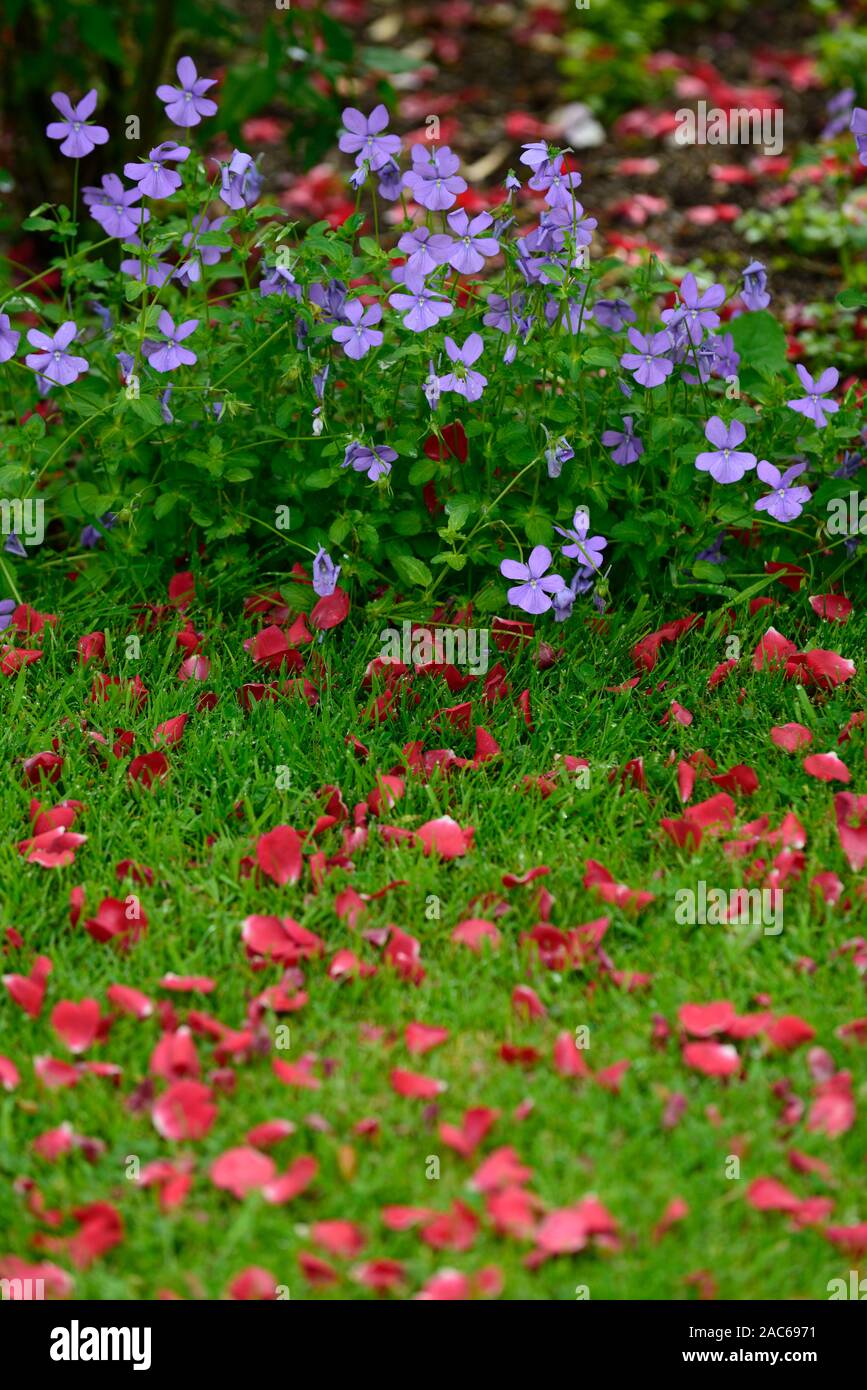 Rosa moyesii, pétales de rose, rouge, bleu, fleurs, fleurs viola la floraison, fleurs, fleurs floral,rm Banque D'Images