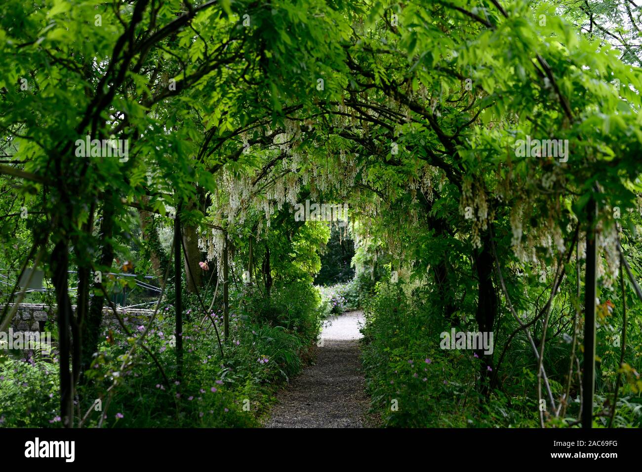 Wisteria sinensis alba blanc,glycine de Chine,fleurs,fleurs,racème,racemes,couvrir,metal,cambrés,pergola,marche,voie,chemin,altamont gardens,RM,Carlow Banque D'Images