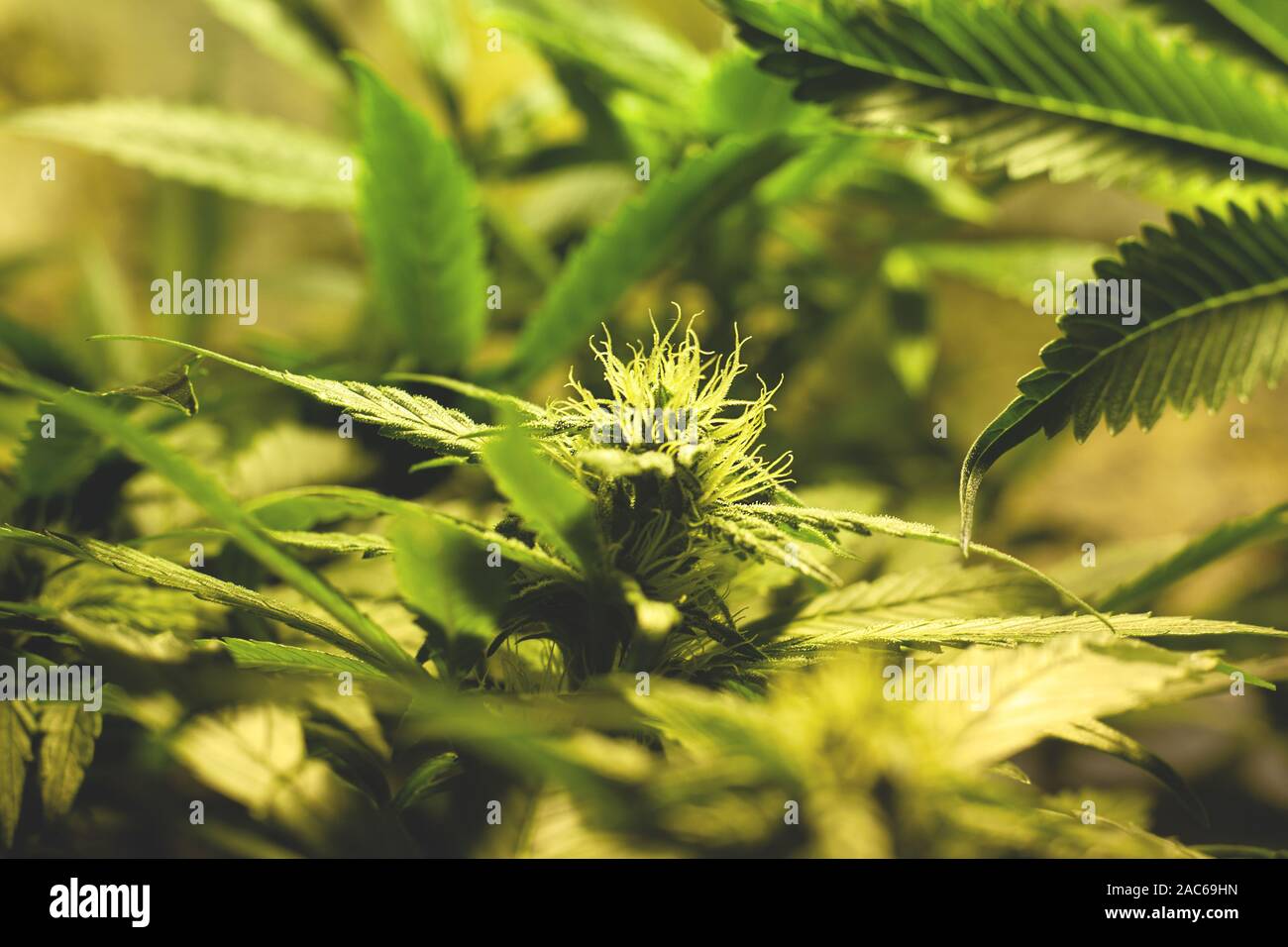 Growing green cocottes à l'intérieur. la culture de la marijuana médicale. fleurs de cannabis libre. Banque D'Images