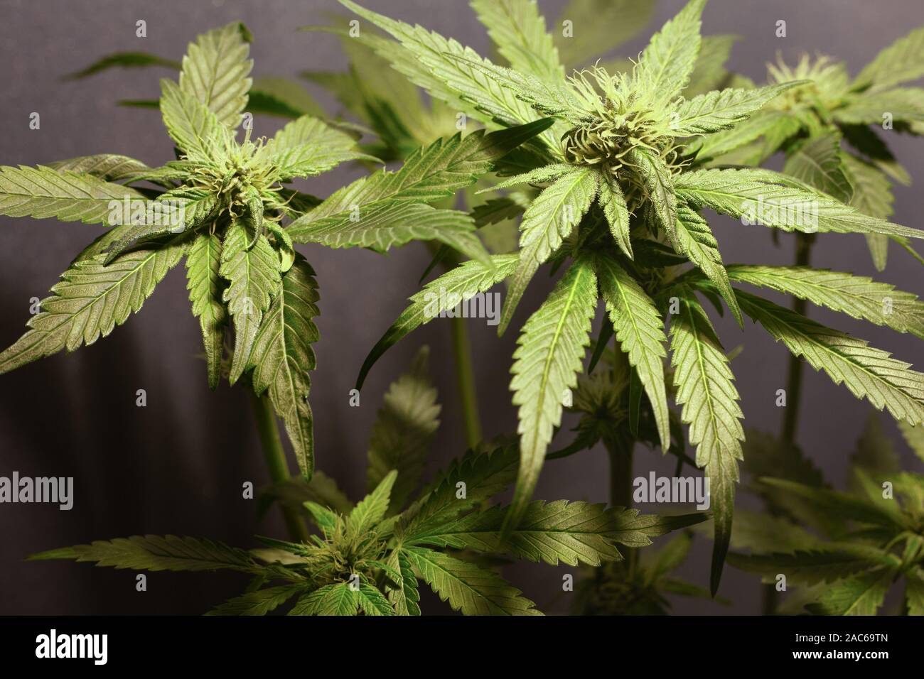 Growing green cocottes à l'intérieur. la culture de la marijuana médicale. fleurs de cannabis. Banque D'Images