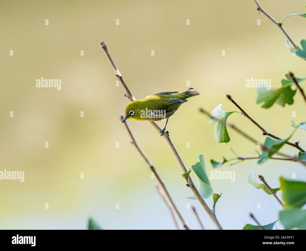 Un gazouiller white-eye, ou japonais, white eye Zosterops japonicus, perches dans un arbre de ginkgo, près de Yokohama, Japon. Banque D'Images