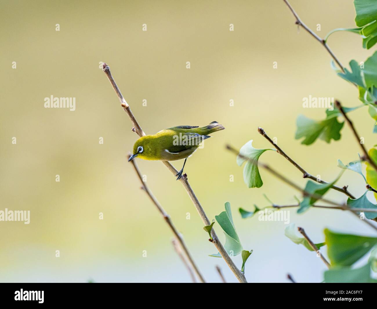 Un gazouiller white-eye, ou japonais, white eye Zosterops japonicus, perches dans un arbre de ginkgo, près de Yokohama, Japon. Banque D'Images