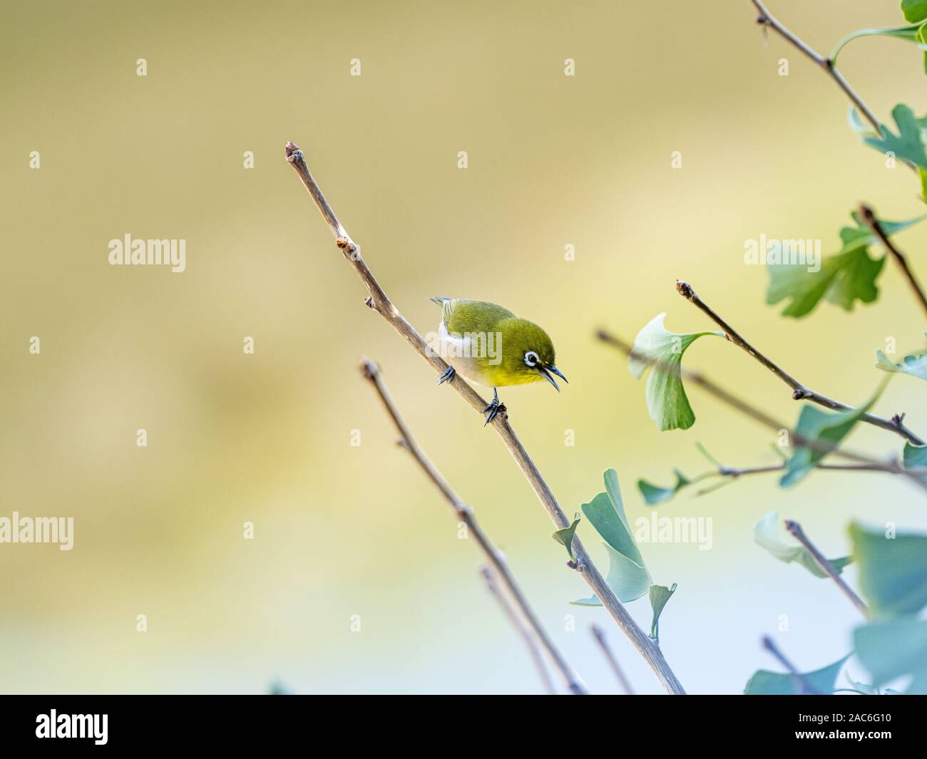 Un gazouiller white-eye, ou japonais, white eye Zosterops japonicus, perches dans un arbre de ginkgo, près de Yokohama, Japon. Banque D'Images
