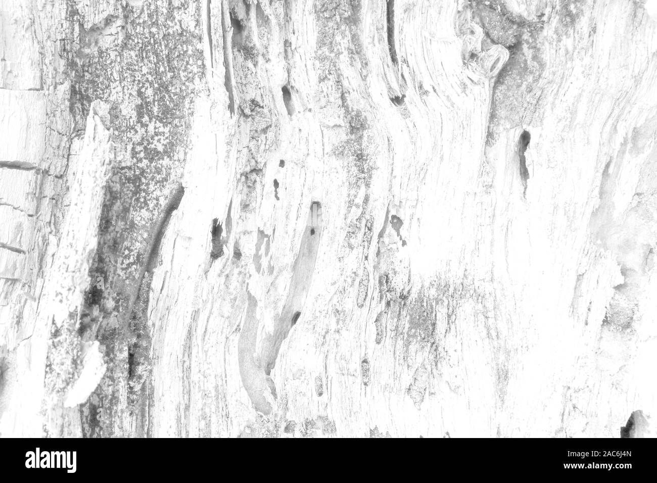 La texture du vieux bois avec des motifs naturels profonds et des fissures sur la surface sur les couleurs noir et blanc Banque D'Images