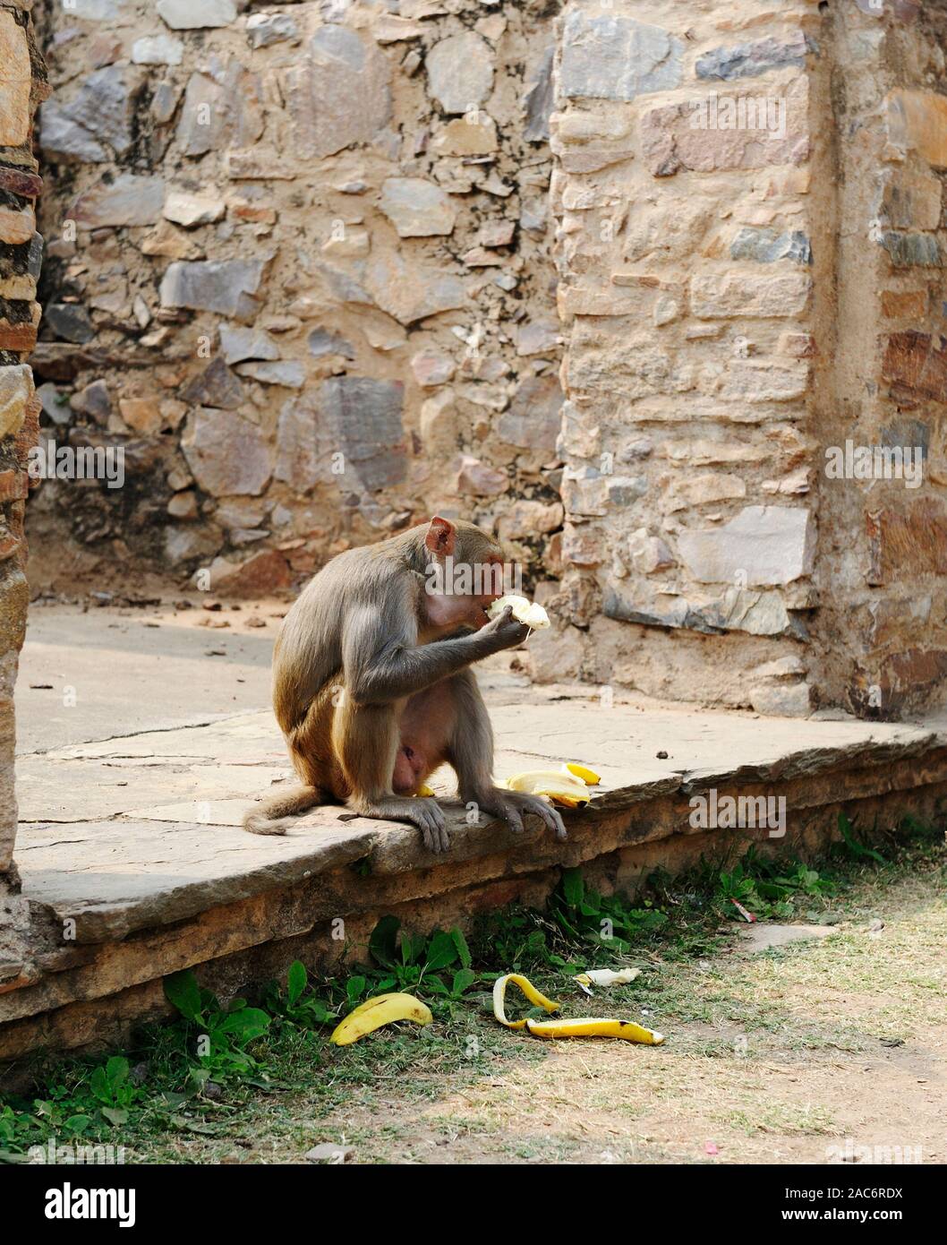 Le macaque de Fort de Bhan Garh, l'Inde, la farce une banane dans sa bouche Banque D'Images