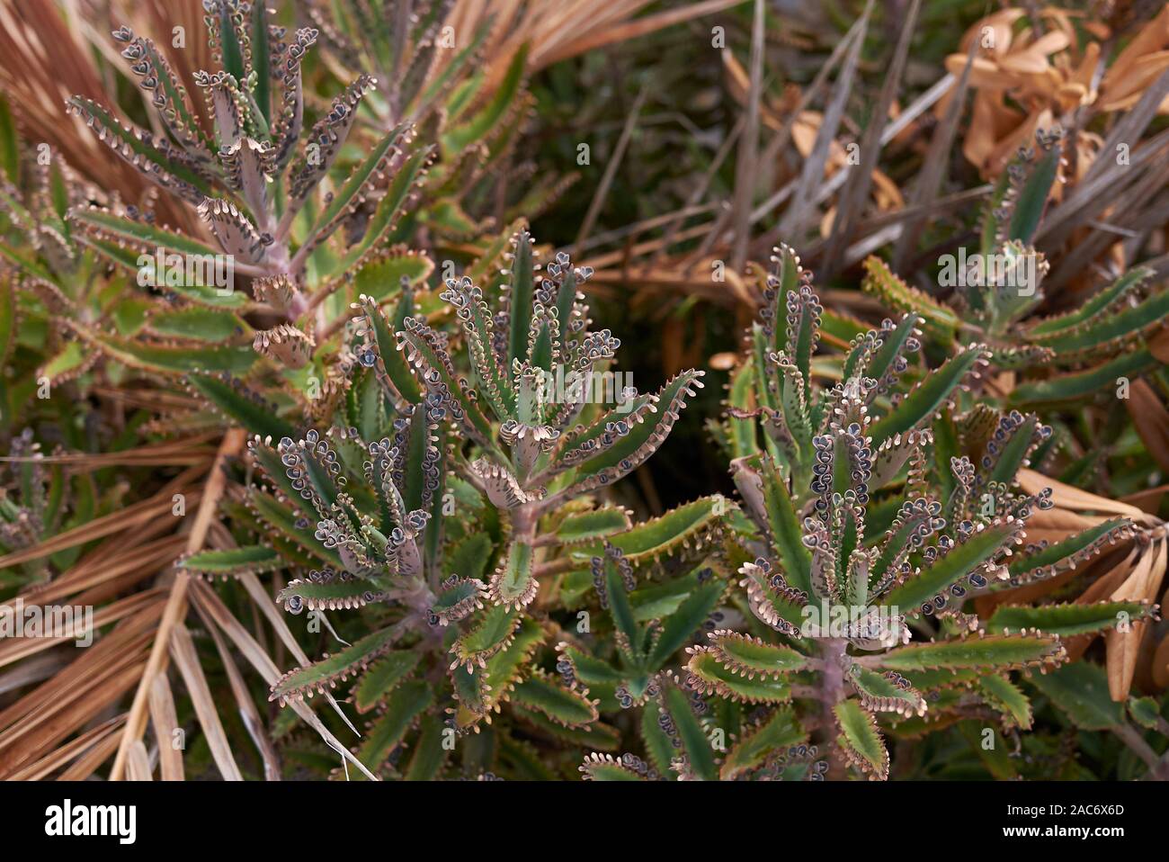 Les plantes succulentes de Kalanchoe houghtonii Banque D'Images